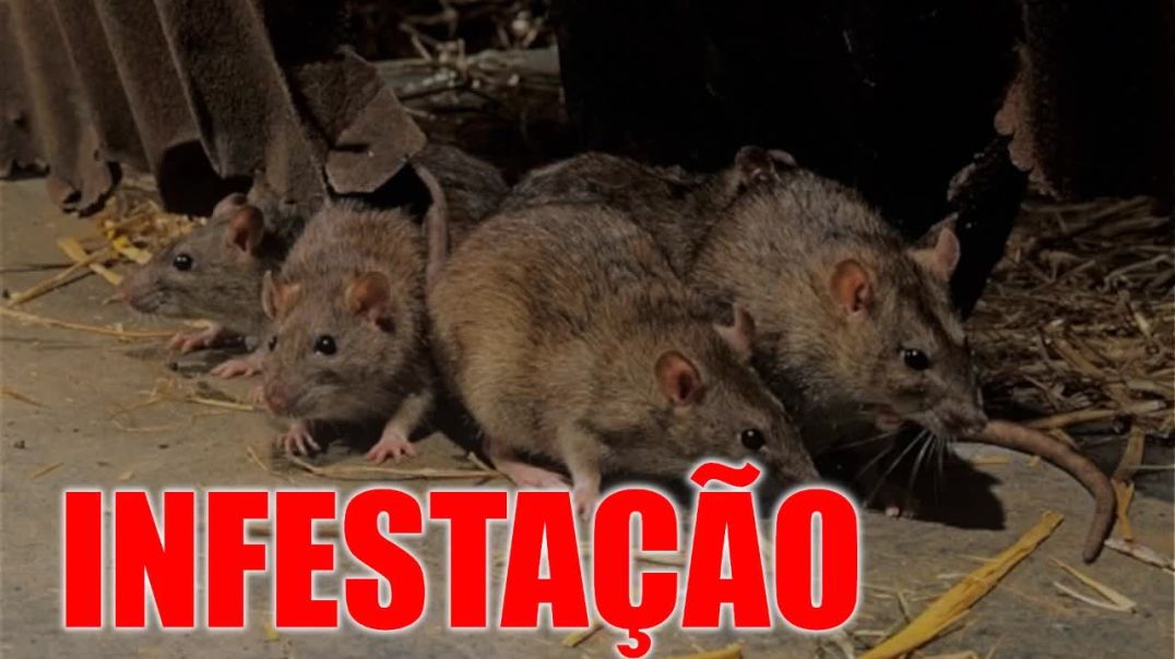 Cuidado com os RATOS na Machosfera