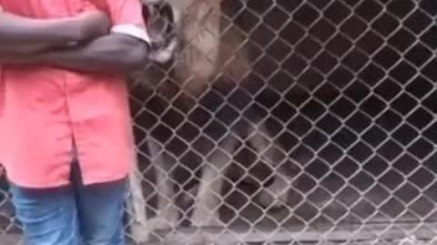 LION CATCHES A RARE SNACK AND I DO MEAN RARE / GOOD KITTY