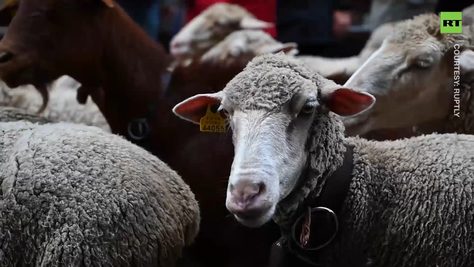 Over 1,000 sheep cross Madrid in Transhumance festival