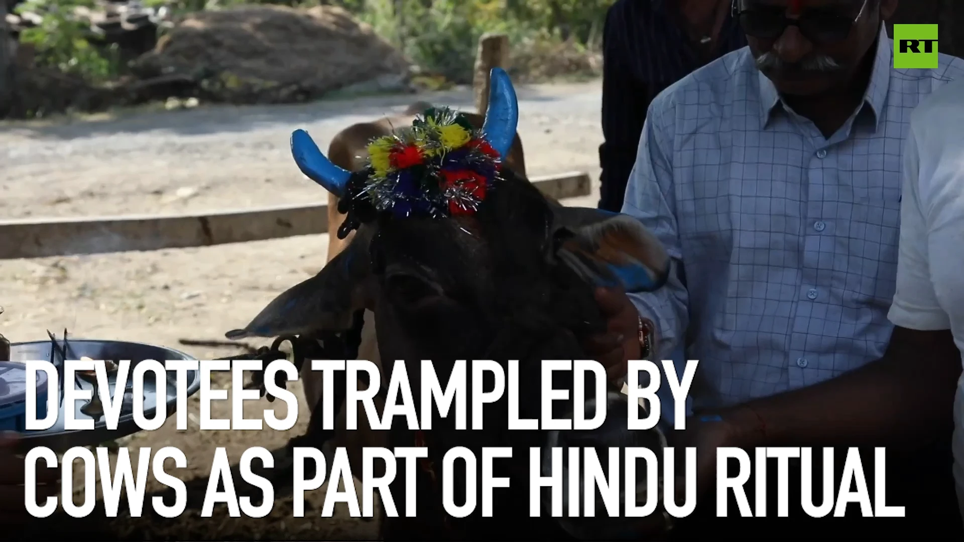 Devotees trampled by cows as part of Hindu ritual