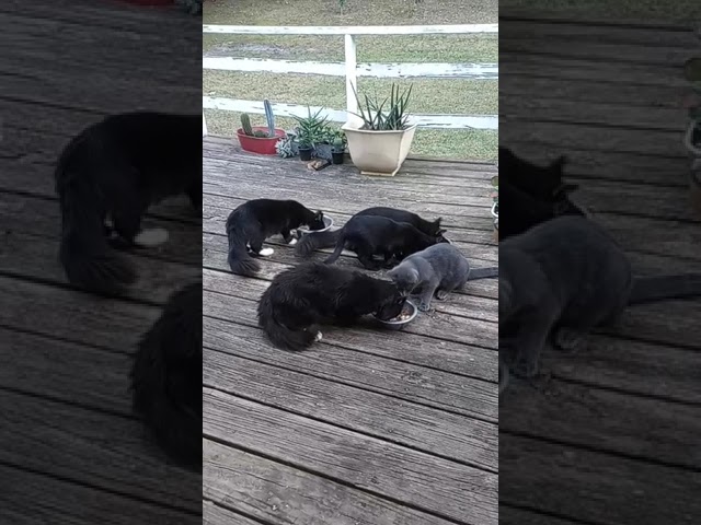 feeding time for the stray cats;