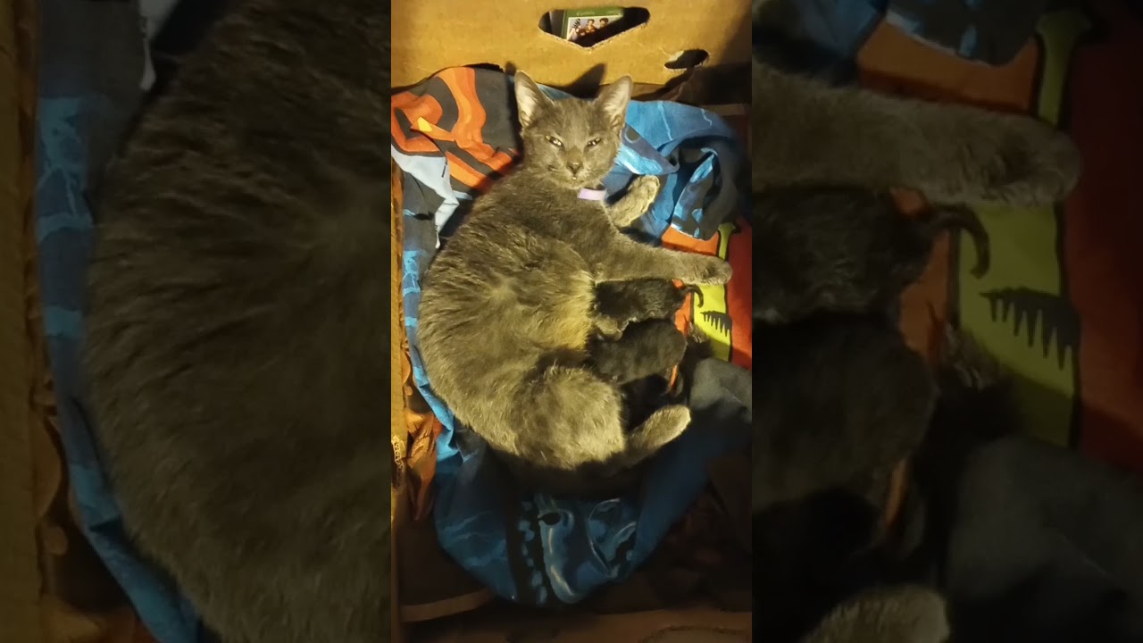 mama cat & newborn kittens doing okay so far