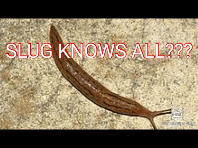 SLUG KNOWS ALL?? @Neowulf @Blaxican in Taiwan @Wizdom Radio @Shinobi Wan @Based Escortcel