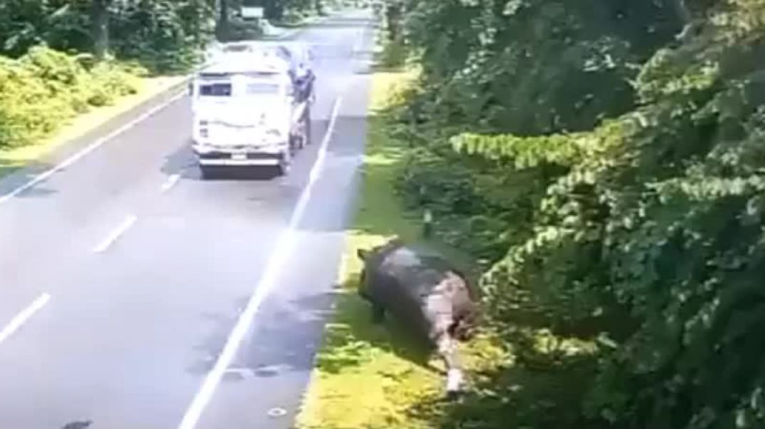 RHINO DEFENDS HIS TERITORY AND TAKES ON A SEMI TRUCK