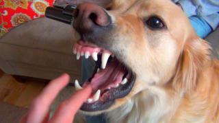 This is how you deal with out of control dogs.