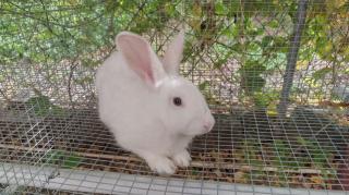 Got My Rabbits Finally #WontEatZeBugs