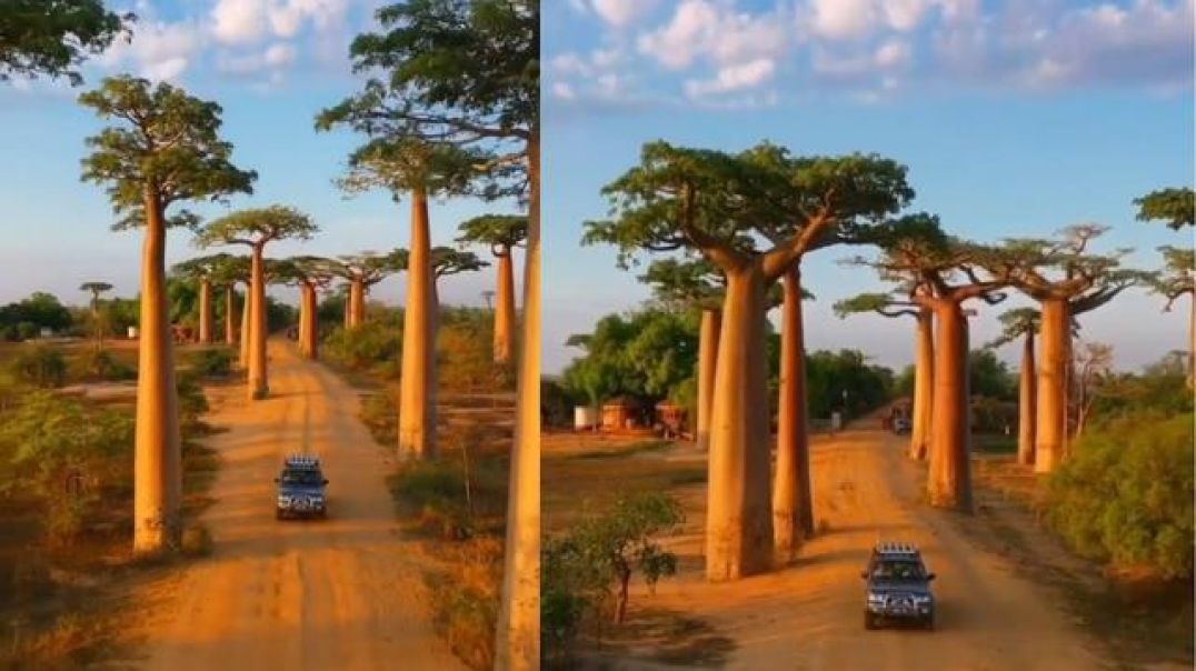 Baobab Avenue Africa