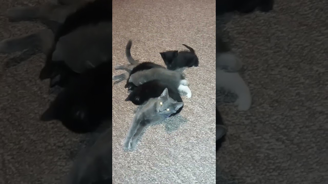 kittens overwhelming mama cat