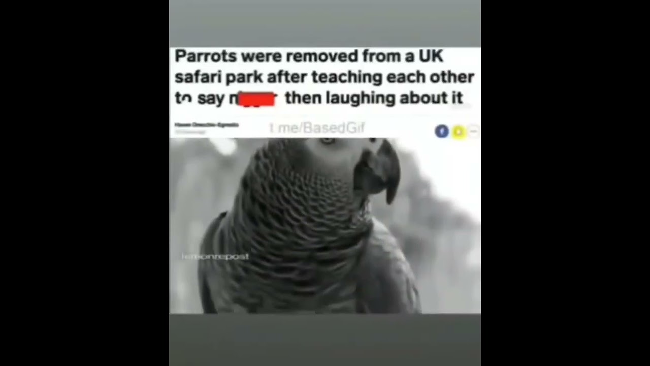 Even The Parrots Are Bigots Now!?!