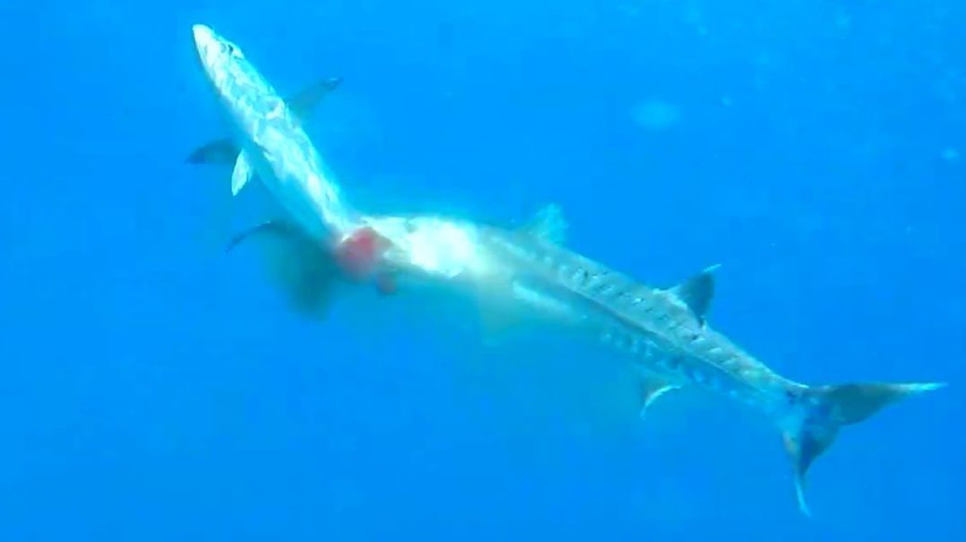 BARRACUDA — the sea butcher that can kill a human! Barracuda vs human, pelican and lionfish!