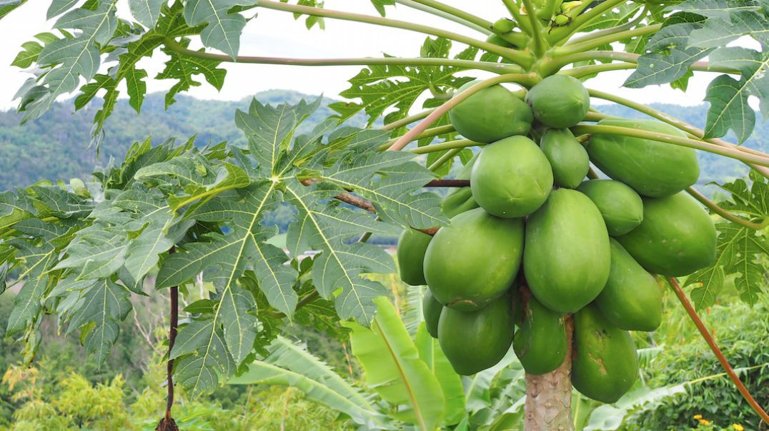 Almonds, papaya and random boring gibberish