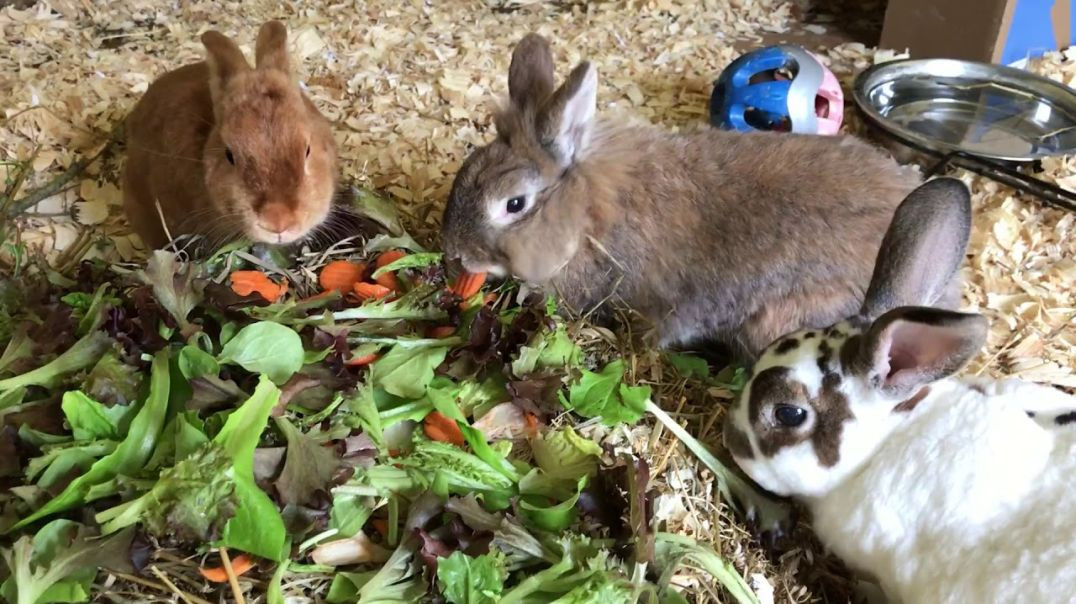 Trees, bunnies and salad.