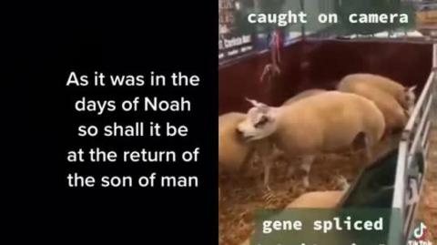 GENE SPLICED HYBRIDS & CHIMERAS