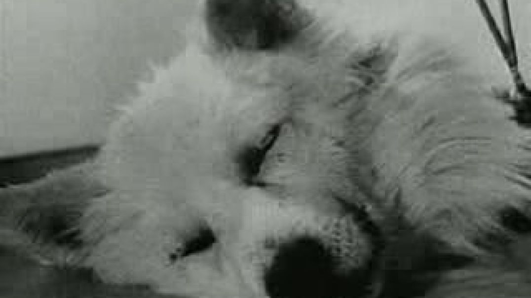 Experiments In The Revival Of Organisms