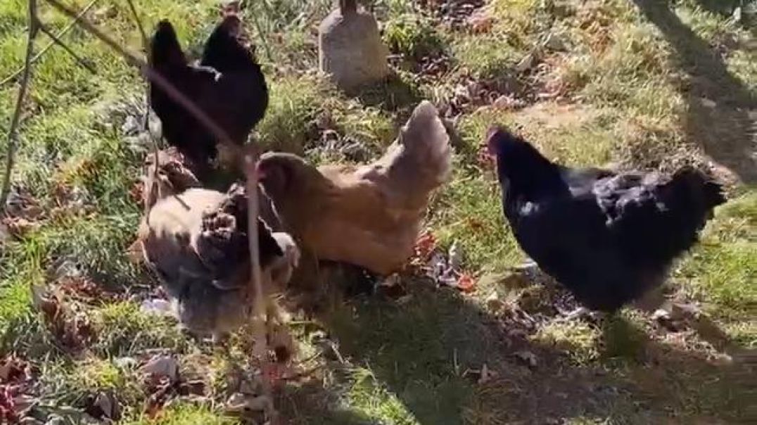 This Is What Can 3 Chickens Per Household Can Do For The World!