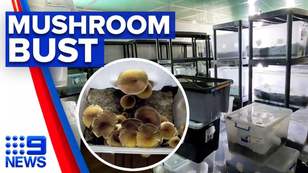 Police bust one of the biggest magic mushroom labs