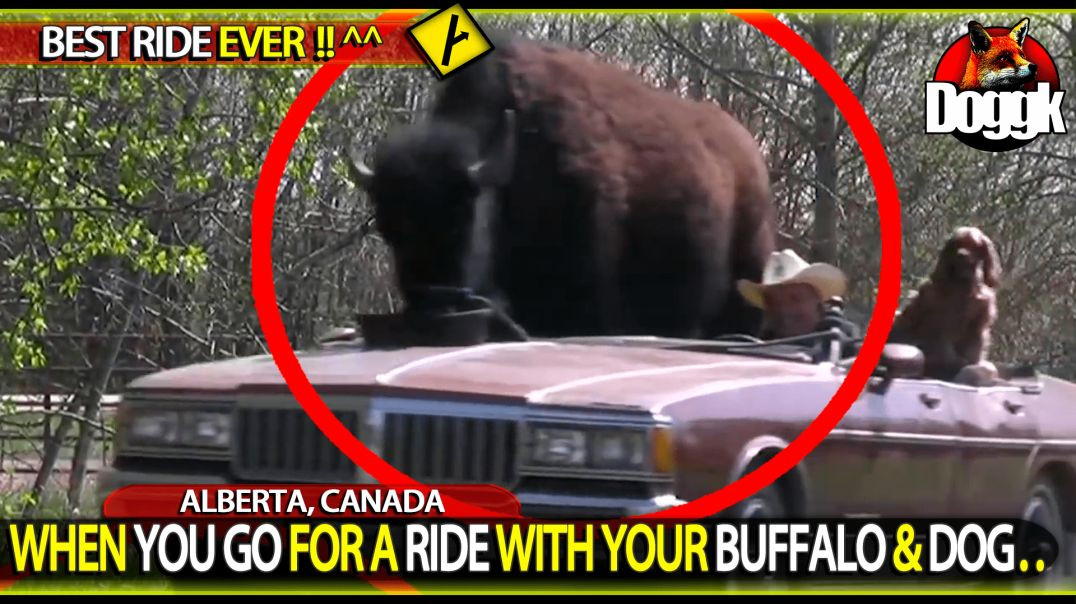 WHEN YOU GO FOR A RIDE WITH YOUR BUFFALO & DOG.. (ALBERTA, CANADA)