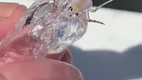 Transparent sea creature found by fishermen