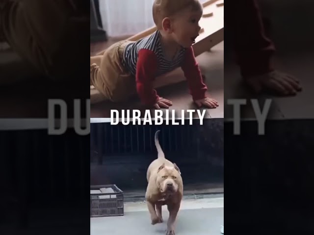 Toddler VS PitBull!