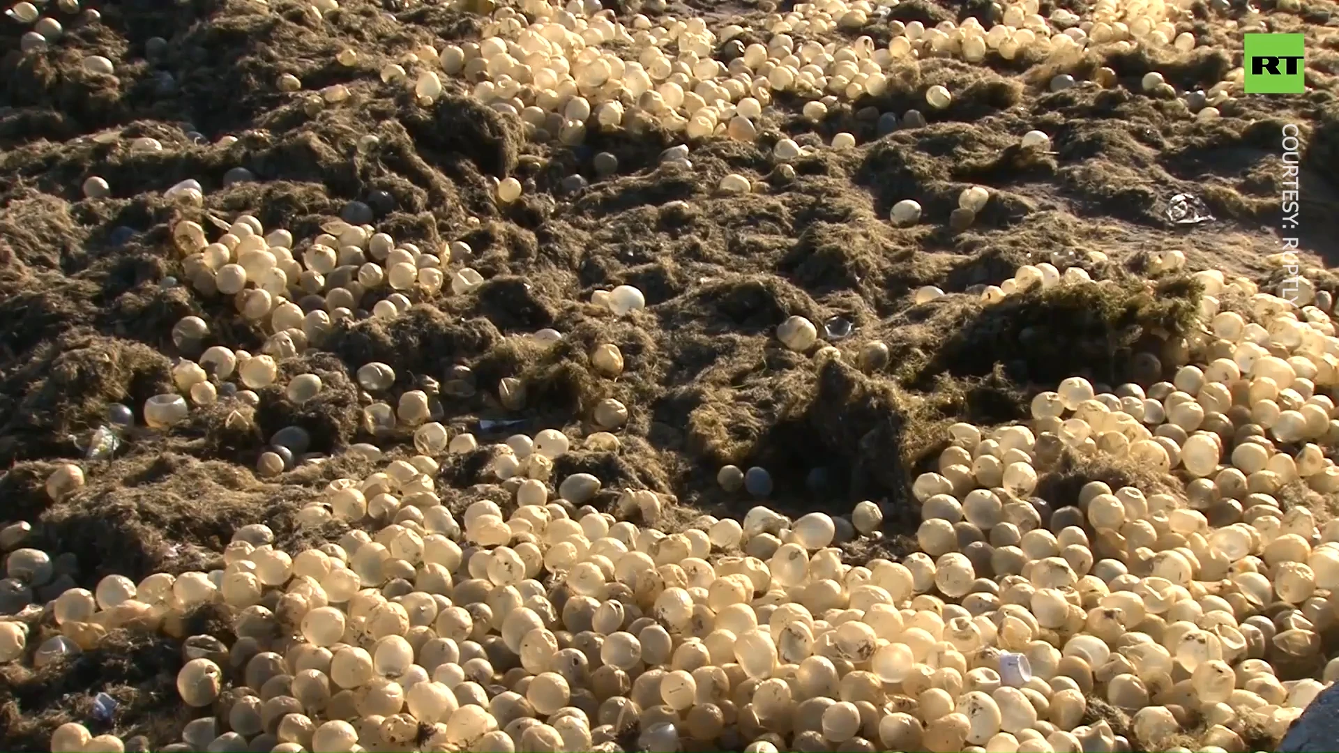 Thousands of transparent eggs washed ashore in Argentina