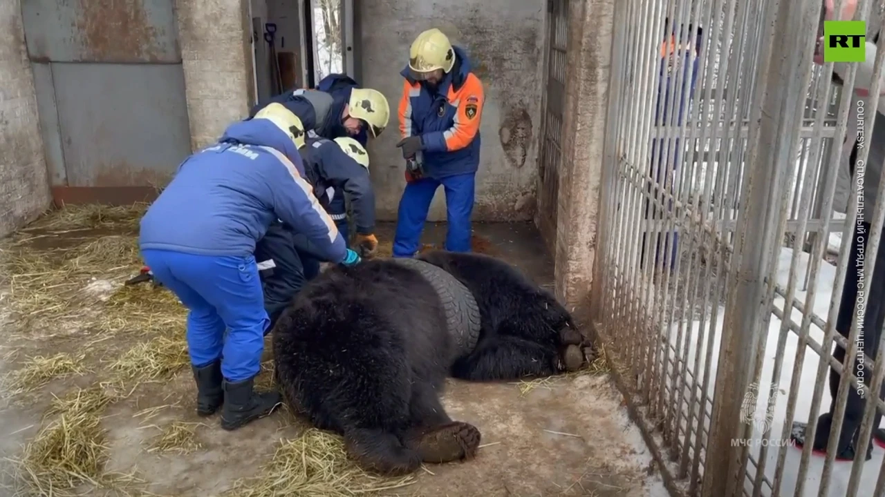 Russian rescuers save bear stuck in car tire