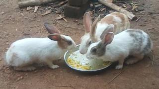 Rabbit video viral #rebit