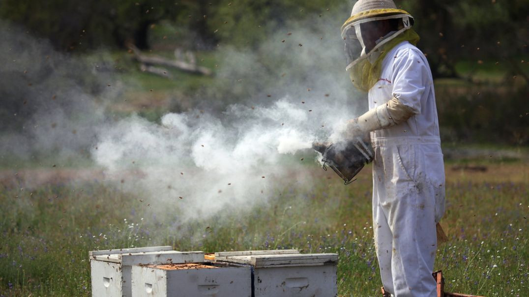 Don't Smoke Bees - Natural Beekeeping