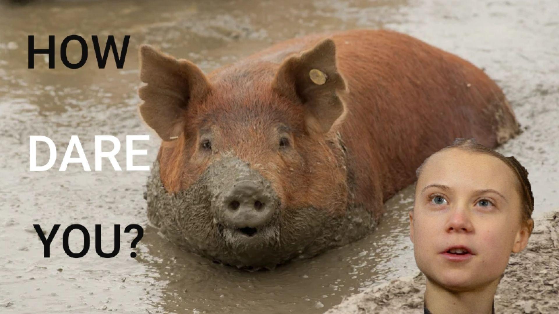 German pigs play in the mud - Greta edition.