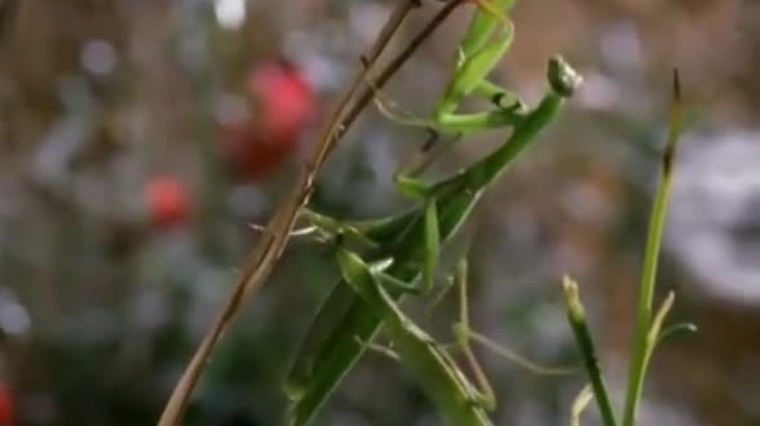 La "mujer fatal" es... LA MANTIS RELIGIOSA EUROPEA.