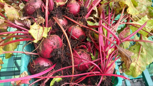 Allotment update