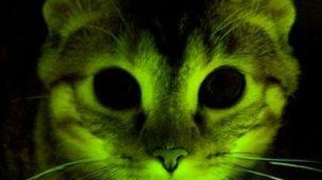 GLOW IN THE DARK CATS JUST MORE PROOF OF THEM BEING ABLE TO CREATE MUTANTS/HYBRIDS