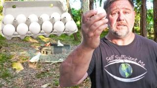 Why Keeping Chickens is a "BAD" Idea | World Egg Crisis ( click bait sarcasm)