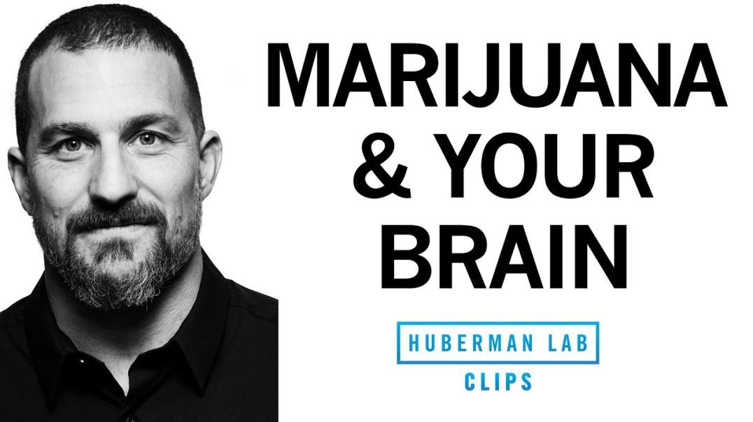 How Marijuana Affects the Brain & Body - Dr. Andrew Huberman