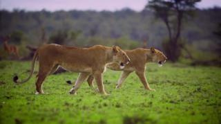 Pair of Lionesses Walking Together