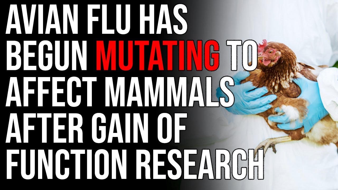 Avian Flu Has Begun MUTATING To Affect Mammals After Gain Of Function Research Was Performed