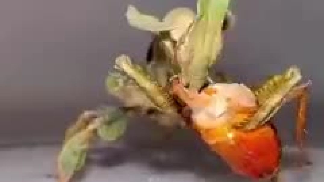 ⁣Aquí podemos ver a una mantis fantasma en cautiverio siendo alimentada con una cucaracha