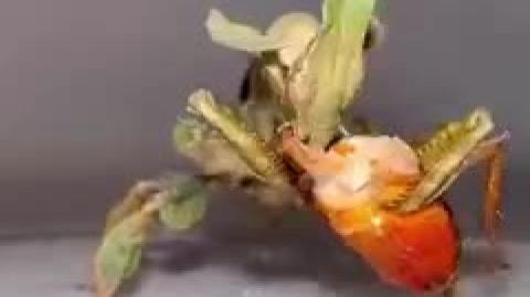 ⁣Aquí podemos ver a una mantis fantasma en cautiverio siendo alimentada con una cucaracha