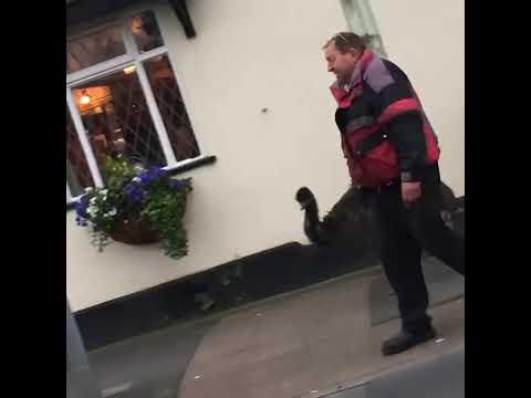 Just A Man Walking His... EMU?!?!