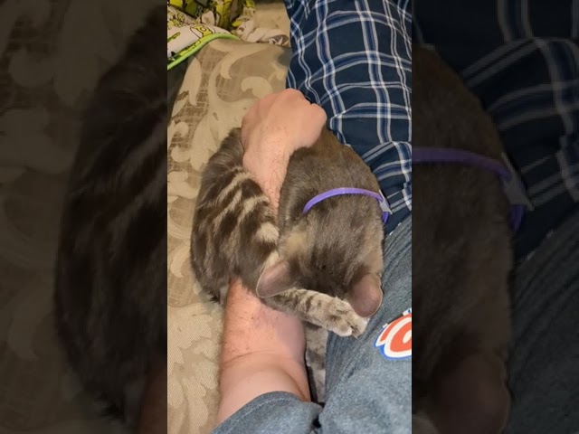 Cat Sleeps Wrapped Around My Arm!