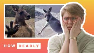 How dangerous are kangaroos in Australia - REACTION