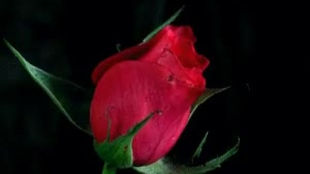 A beautiful rose for you