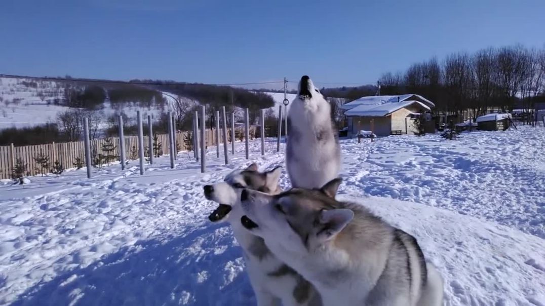 Adult huskies teach puppy how to howl properly