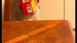 Funny Video