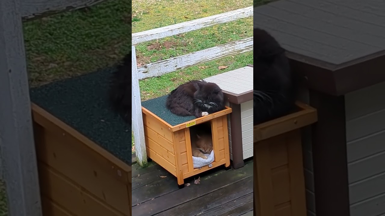 DUMB CAT SLEEPING IN THE RAIN!!! he Won't use the Shelter!