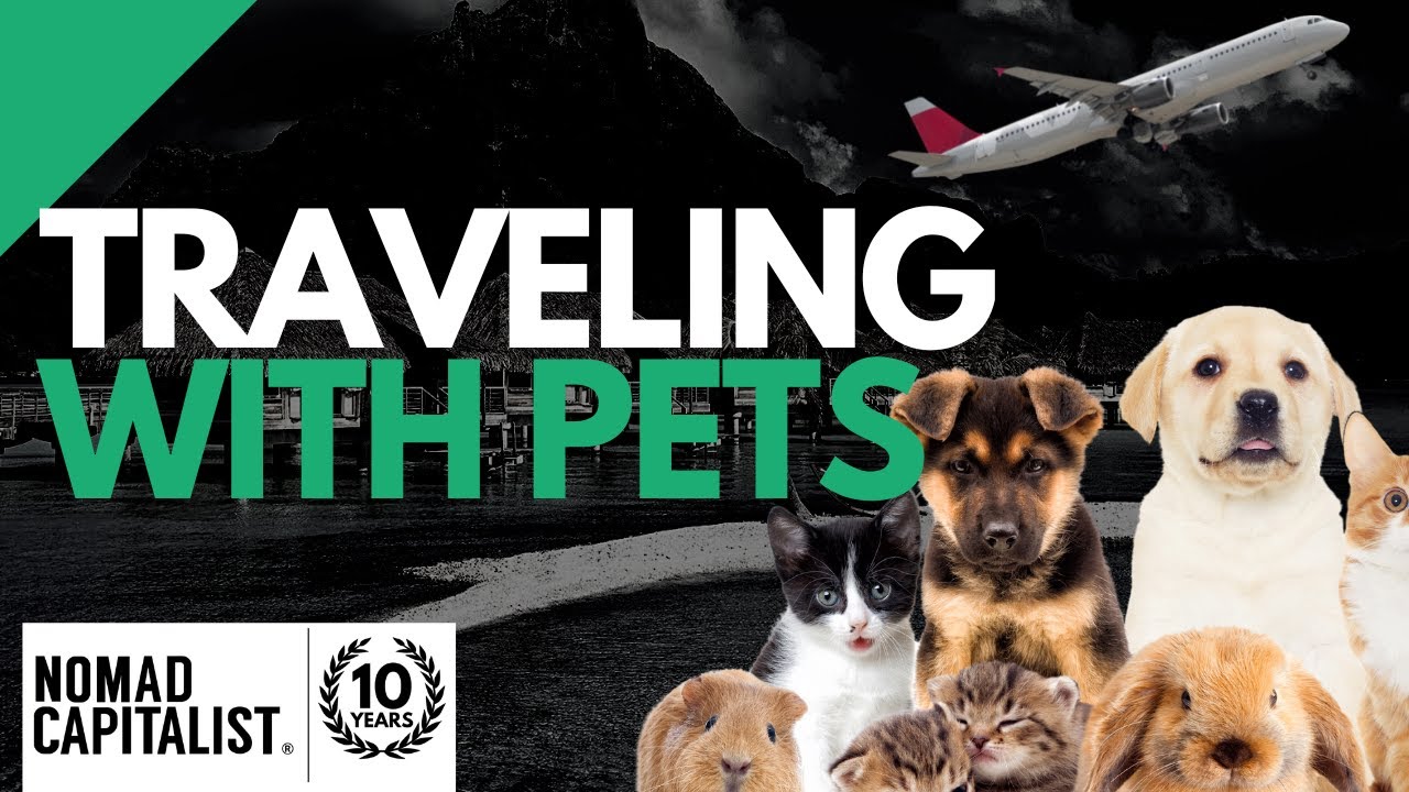 How to Travel Safely With Pets