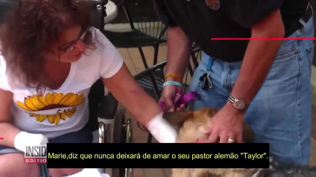 DogPill,ou realmente foi uma lambida na ferida?