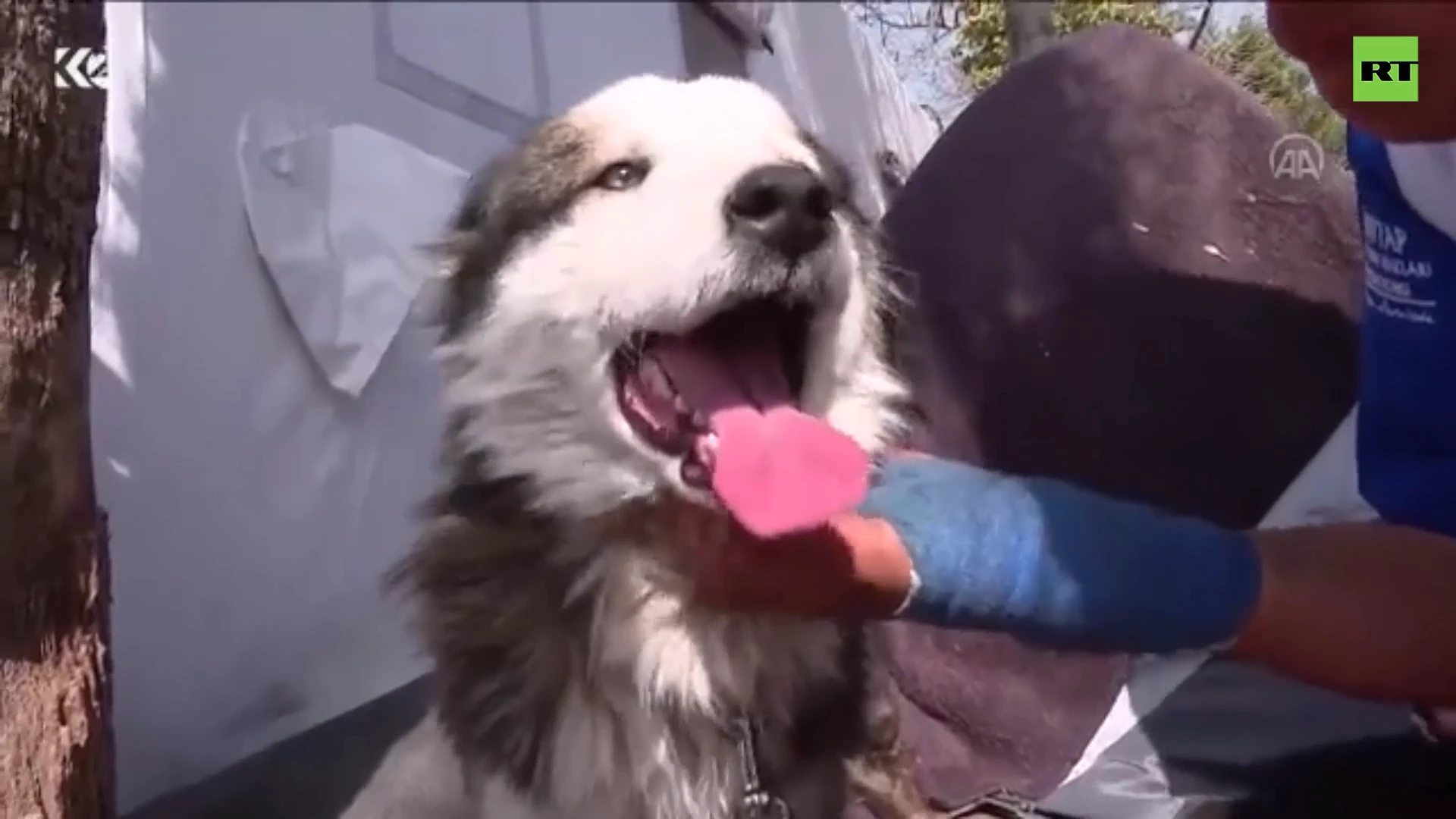 Turkish dog rescued after weeks under rubble