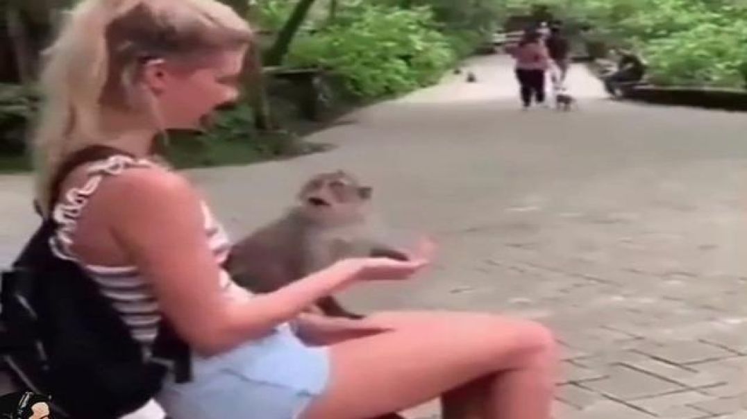 Monkey is not amused with her prank