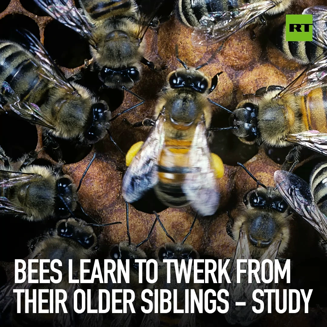 Bees learn to twerk from their older siblings - study