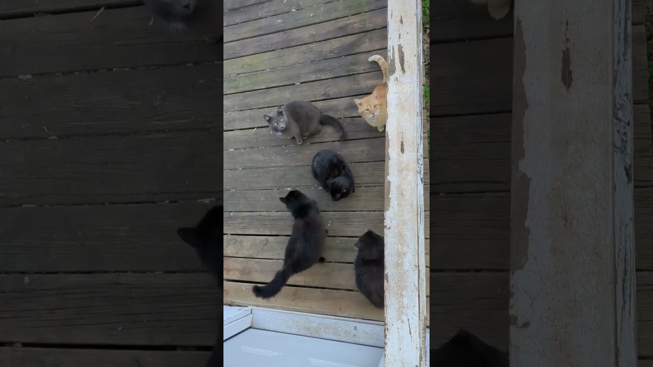 Porch Cats waiting for dinner! ? ?